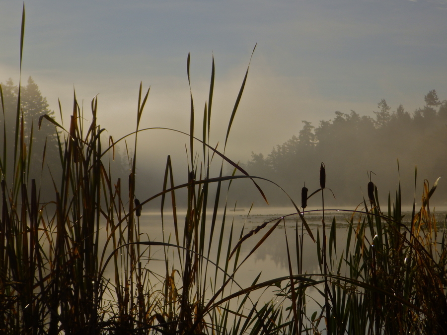 Cattails