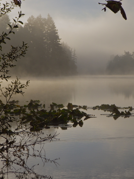 Lily Pads and Mist