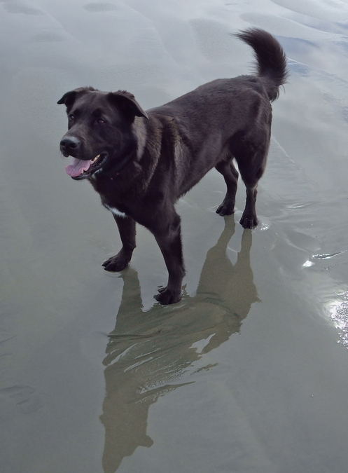 Beach Bentley