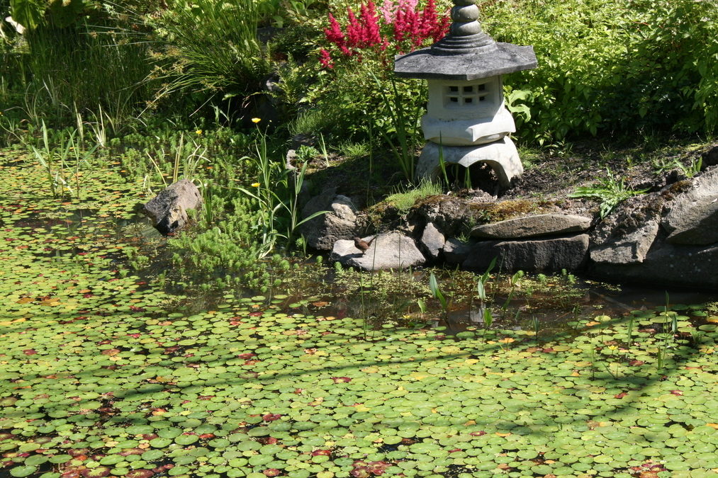 Japanese Garden 6