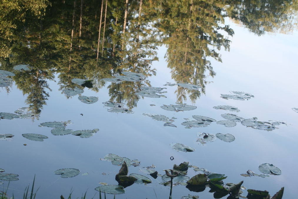 Lily Pads