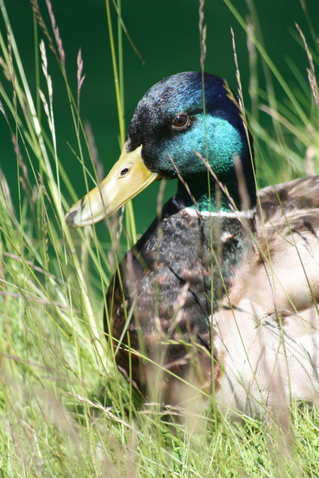 Mallard