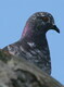 Pigeon at the Castillo de San Marcos