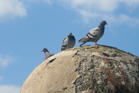 Pigeons on the Garrita