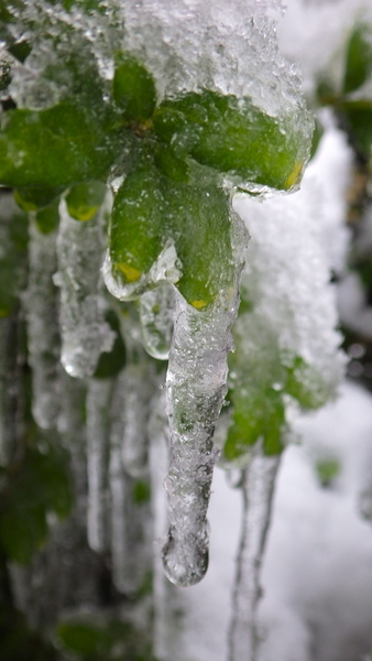 Plant Icicle