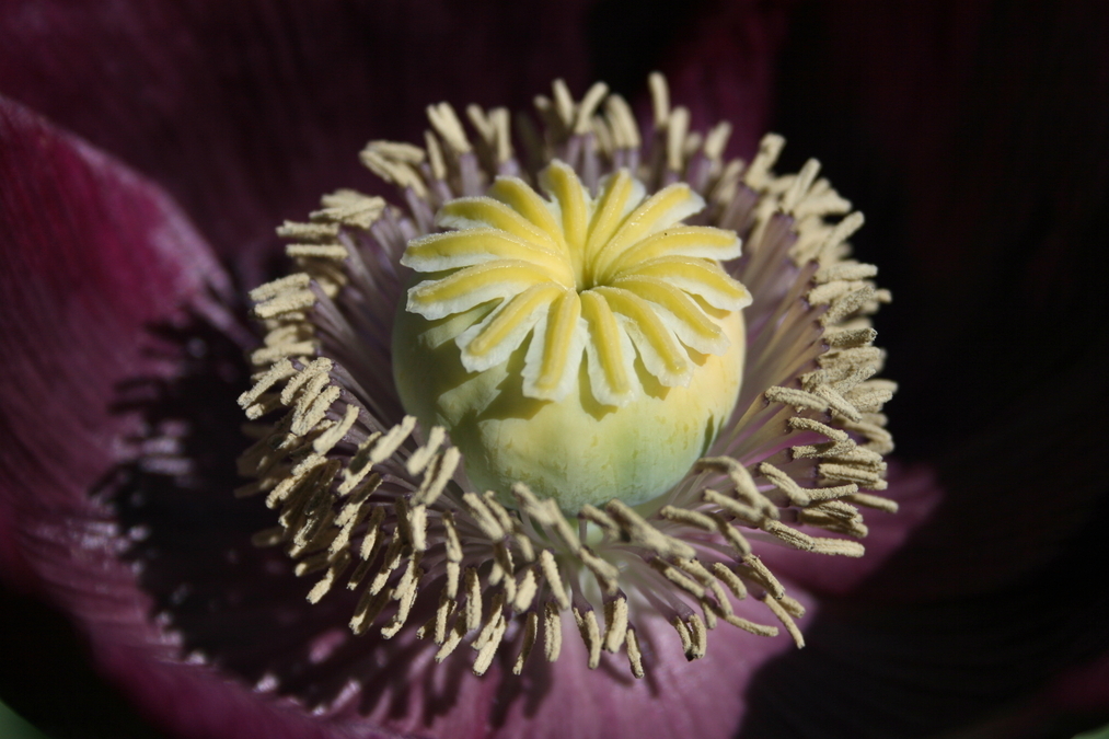 Opium Poppy