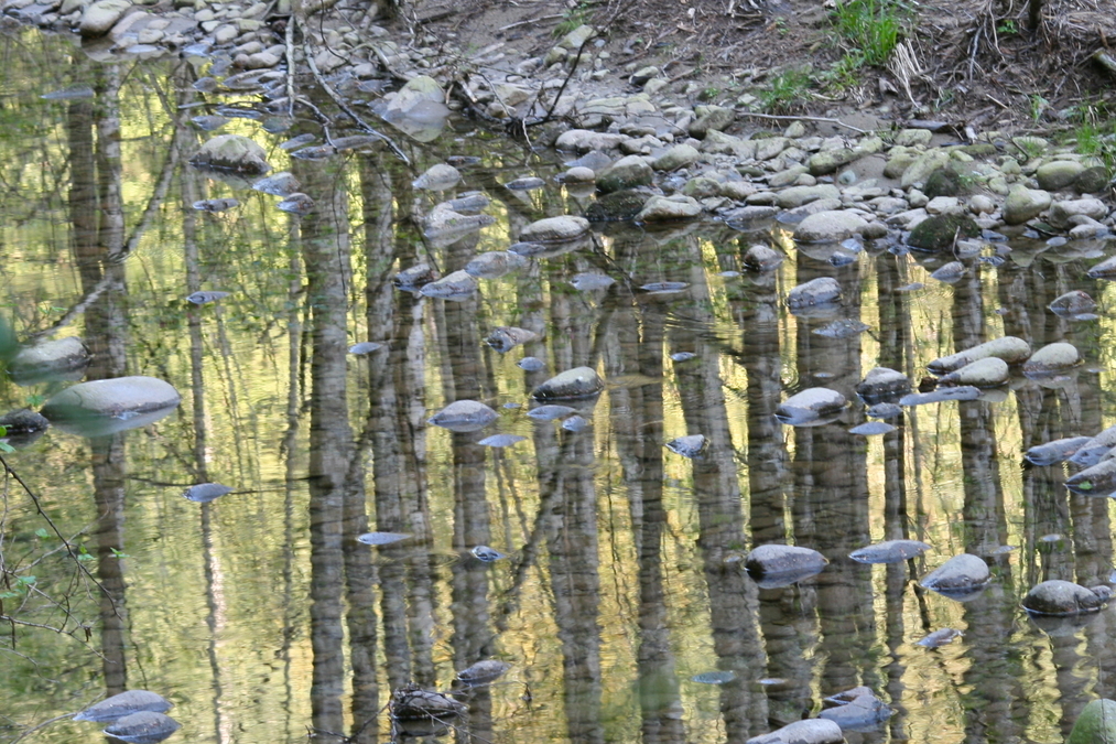 River Rocks and Alders