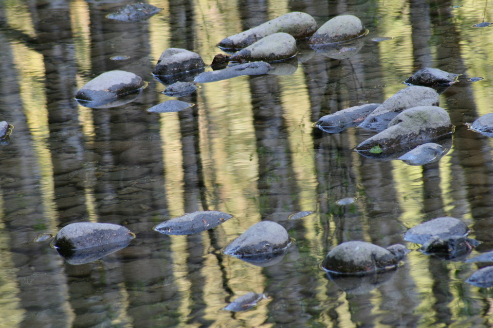 River Rocks and Trees