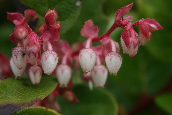 Salal flowers