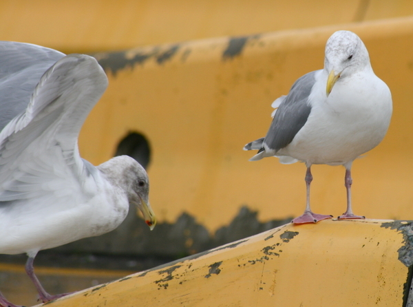 Seagull Parking