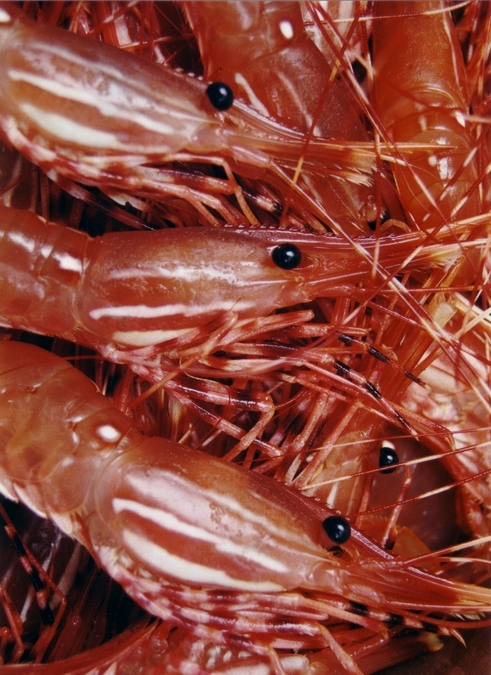 Spot Prawns