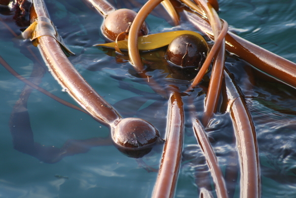 Thieves Bay Kelp