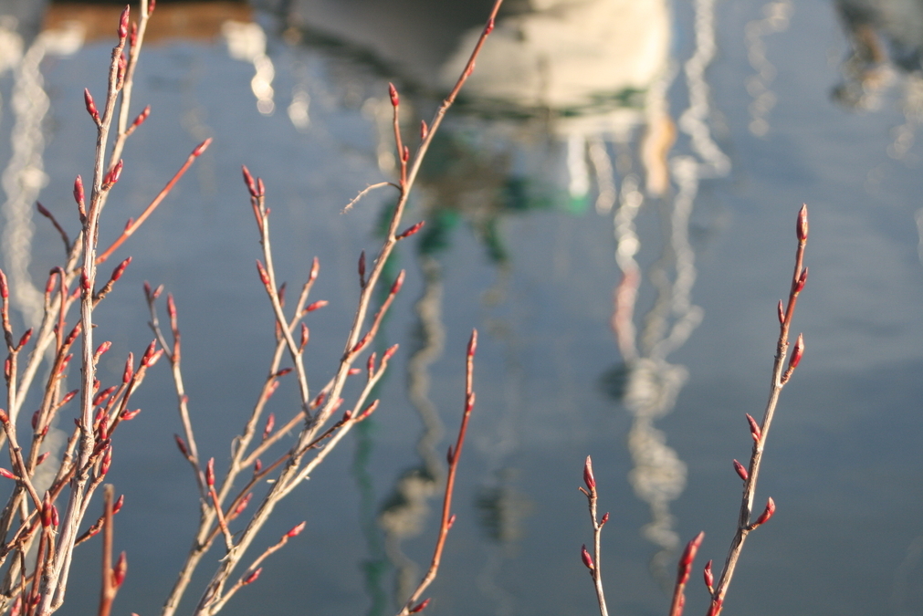 Thieves Bay twigs