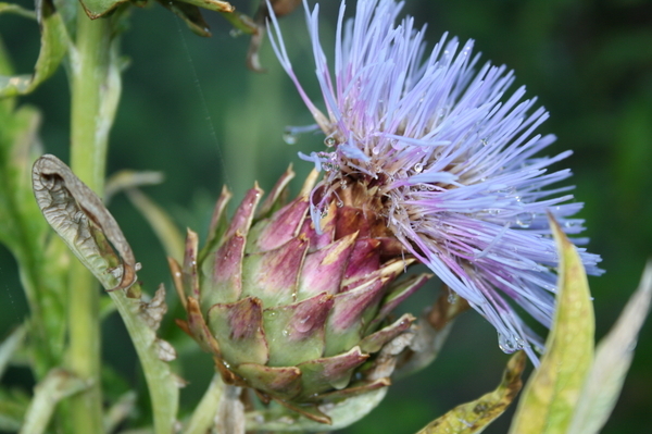 Thistle