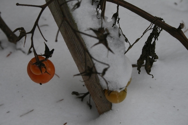 Tomatoes in the Snow