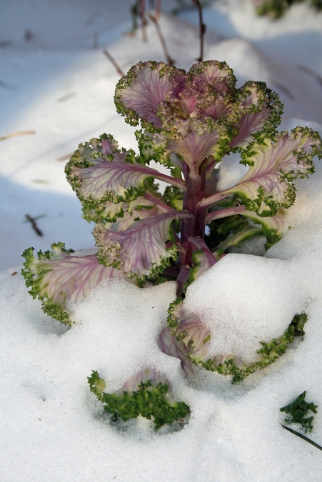 Winter Cabbage